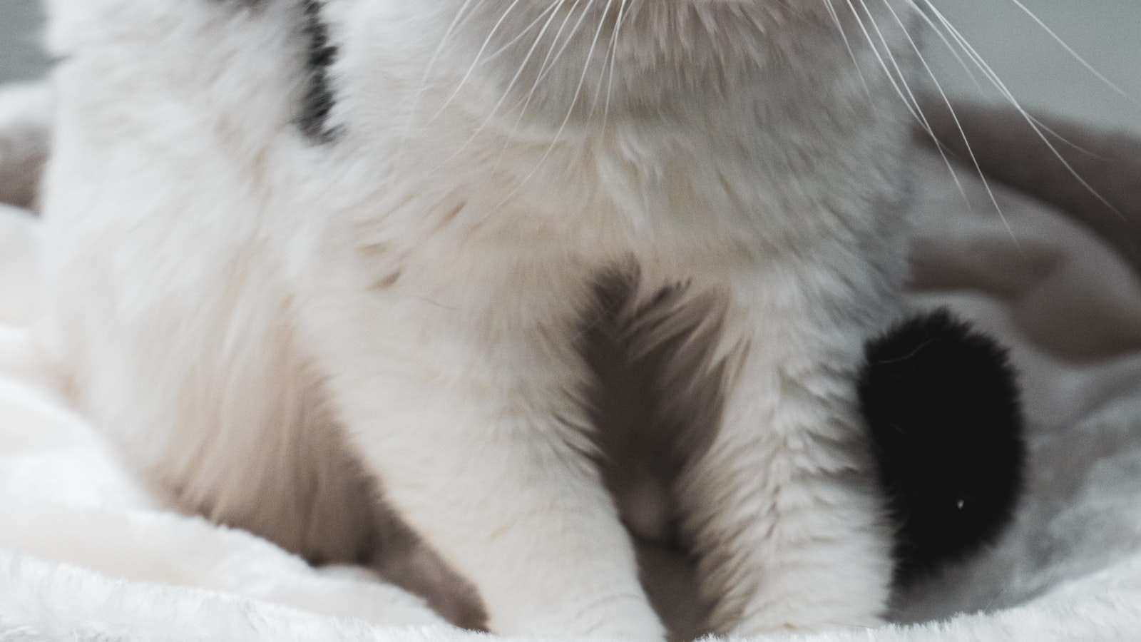 Voeding op maat: adviezen van dierenartsen en voedingsspecialisten voor jouw kat